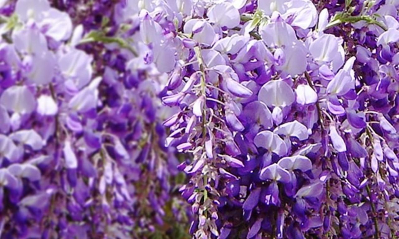 cropped-glycine-fleurs-1-1.jpg