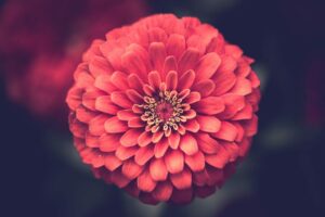 Orbite microcosmique