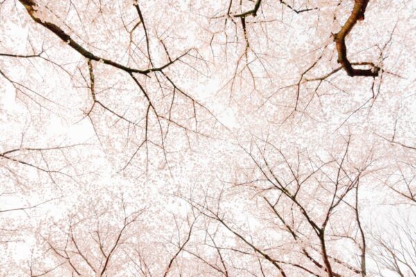 Le qi gong de la chemise de fer : détails dans la posture de l'arbre et de l'urne d'or