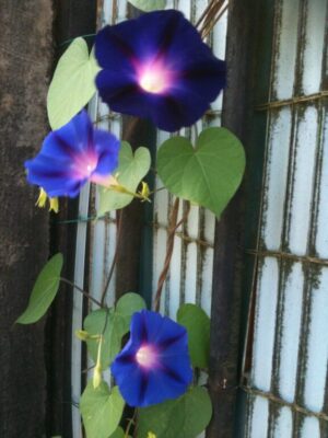 Respirer pour démarrer !