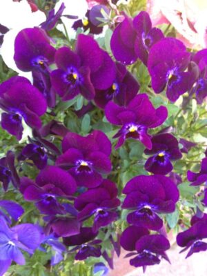 La lymphe est essentielle pour nos défenses immunitaires