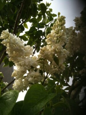 Que faire pour avoir un foie en bonne santé ?