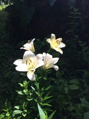 Le chi kung ou qi gong : détails pour étirer, dynamiser et fortifier