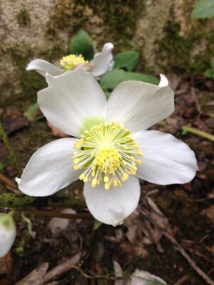 Les cycles et les « humeurs » des femmes