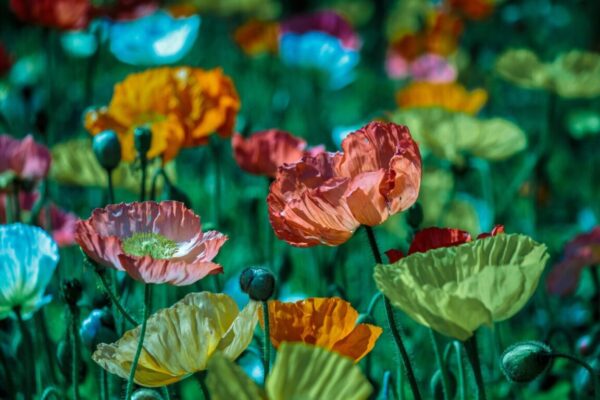 Sais-tu compter tes bénédictions à l'école de la gratitude selon le tao ?