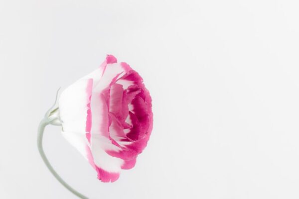 L'amour qui soigne selon le tao