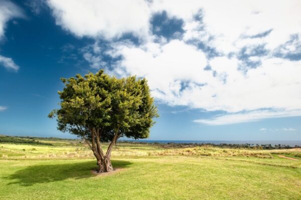 Pourquoi et comment la posture de l'arbre est bonne pour notre santé ?